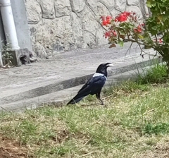 Corvus albus