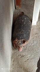 Cabassous unicinctus