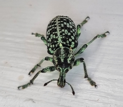 Chrysolopus spectabilis