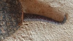 Cabassous unicinctus