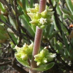 Crassula tomentosa
