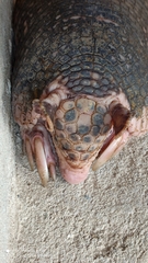 Cabassous unicinctus