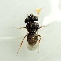 Scelioninae