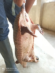 Cabassous unicinctus