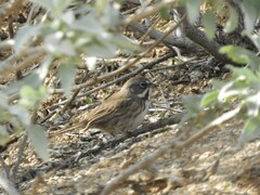 Artemisiospiza belli