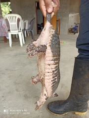 Cabassous unicinctus