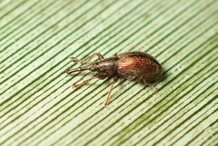Neocyba metrosideros