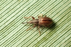 Neocyba metrosideros