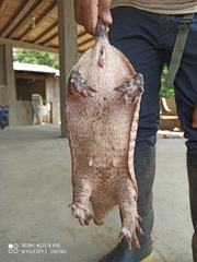 Cabassous unicinctus