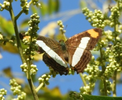 Adelpha iphicleola iphicleola