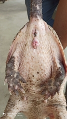 Cabassous unicinctus