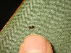 Neocyba metrosideros