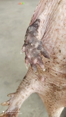 Cabassous unicinctus