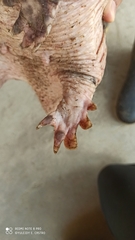 Cabassous unicinctus