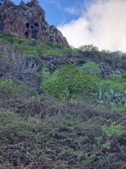Hypericum canariense