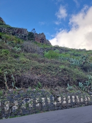 Hypericum canariense