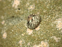 Diloma coracinum