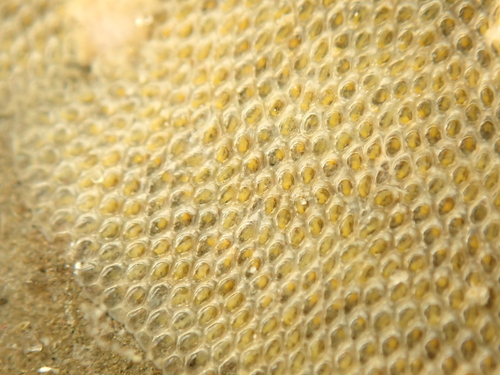 Crassimarginatella