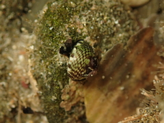 Micrelenchus tessellatus