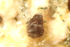 Eatoniella