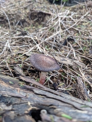 Gymnopilus purpuratus