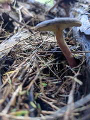 Gymnopilus purpuratus