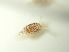 Pleurobranchaea maculata