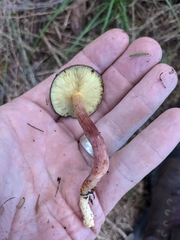 Gymnopilus purpuratus