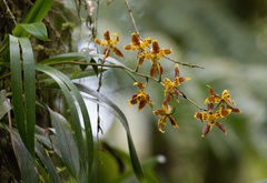 Oncidium luteopurpureum