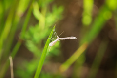 Stenoptilia zophodactylus