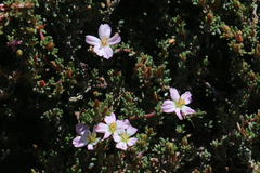 Frankenia pauciflora