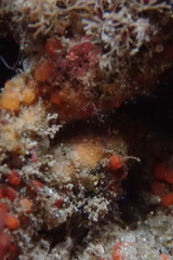 Metandrocarpa taylori