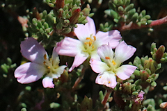 Frankenia pauciflora