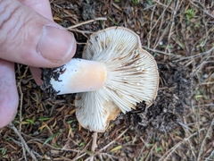 Lactifluus clarkeae