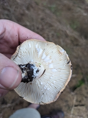 Lactifluus clarkeae
