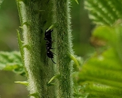 Dolichoderus quadripunctatus