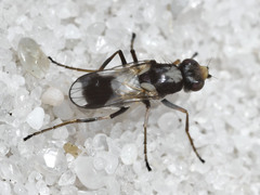 Apotropina ornatipennis