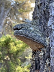 Porodaedalea