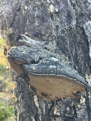 Porodaedalea