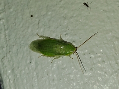 Panchlora nivea
