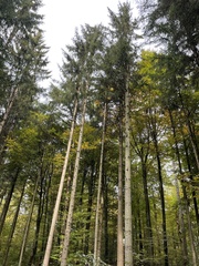 Abies alba