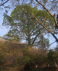 Ceiba trischistandra