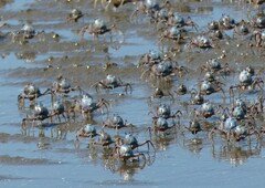 Mictyris longicarpus