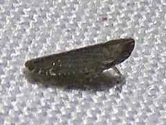 Plectoderini