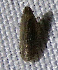 Plectoderini