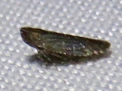 Plectoderini