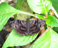 Ebrietas evanidus