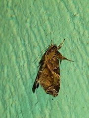 Callopistria floridensis