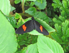 Castilia castilla