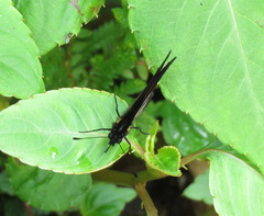 Castilia castilla